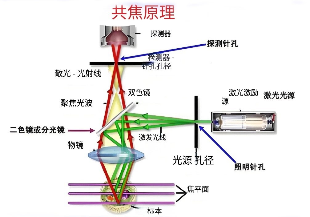 共聚焦顯微鏡原理圖